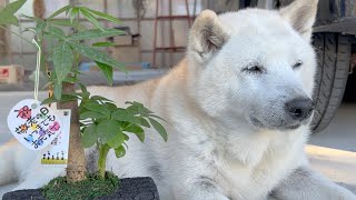 敬老の日プレゼント、あいちゃんいつまでも元気でいてね