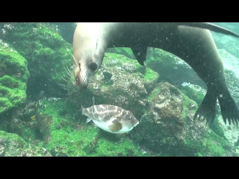 Curious Sea Lion Plays With Pufferfish | UNDERWATER WILDLIFE
