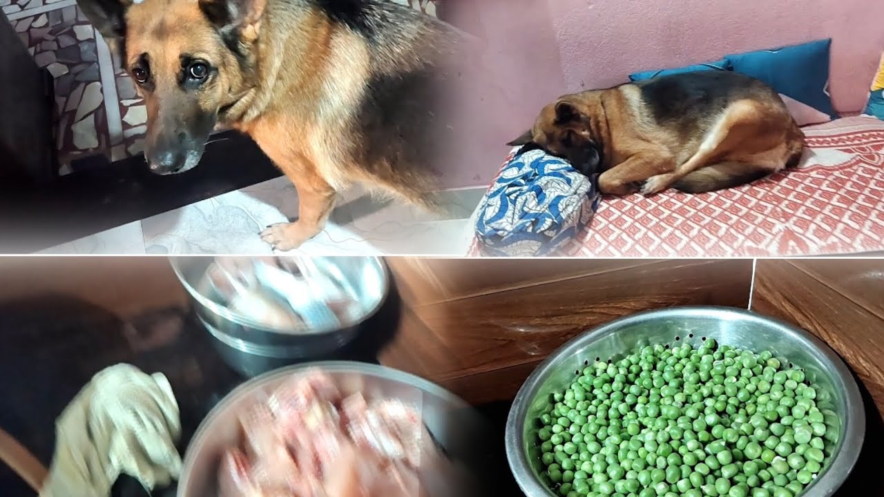 আজ আমার জেসি বুড়ি কে নিয়ে গেল ডাক্তারের চেম্বার ❤❤❤❤