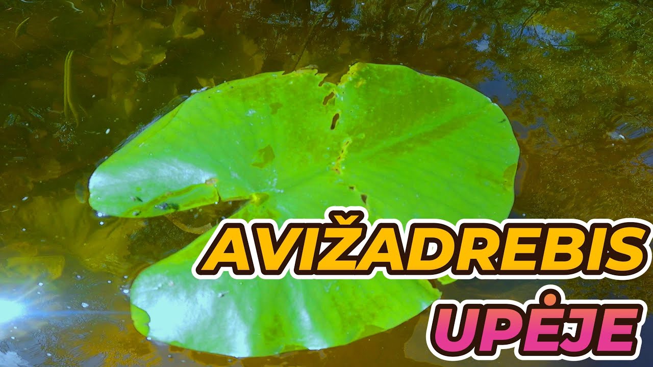 MAŽO UPELIO PIKTOS ŽUVYS! ŽVEJYBA AVIŽADREBIU MAŽOJE UPĖJE