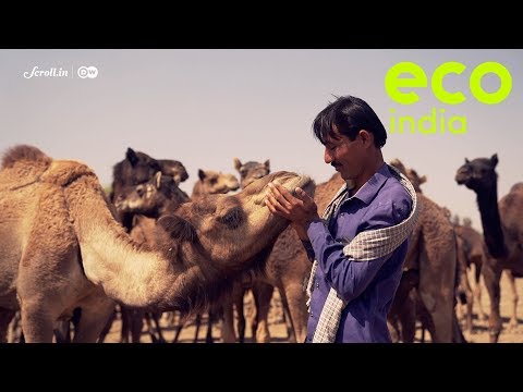 Eco India: Camel wool has given traditional herders and weavers in Gujarat a new lease on life