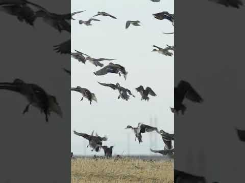 هجرة البط والأستراحة في مكان ما