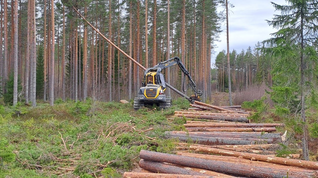Ponsse Scorpion männikön avohakkuu