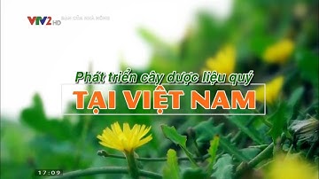 Giải pháp phát triển cây dược liệu quý ở Việt Nam