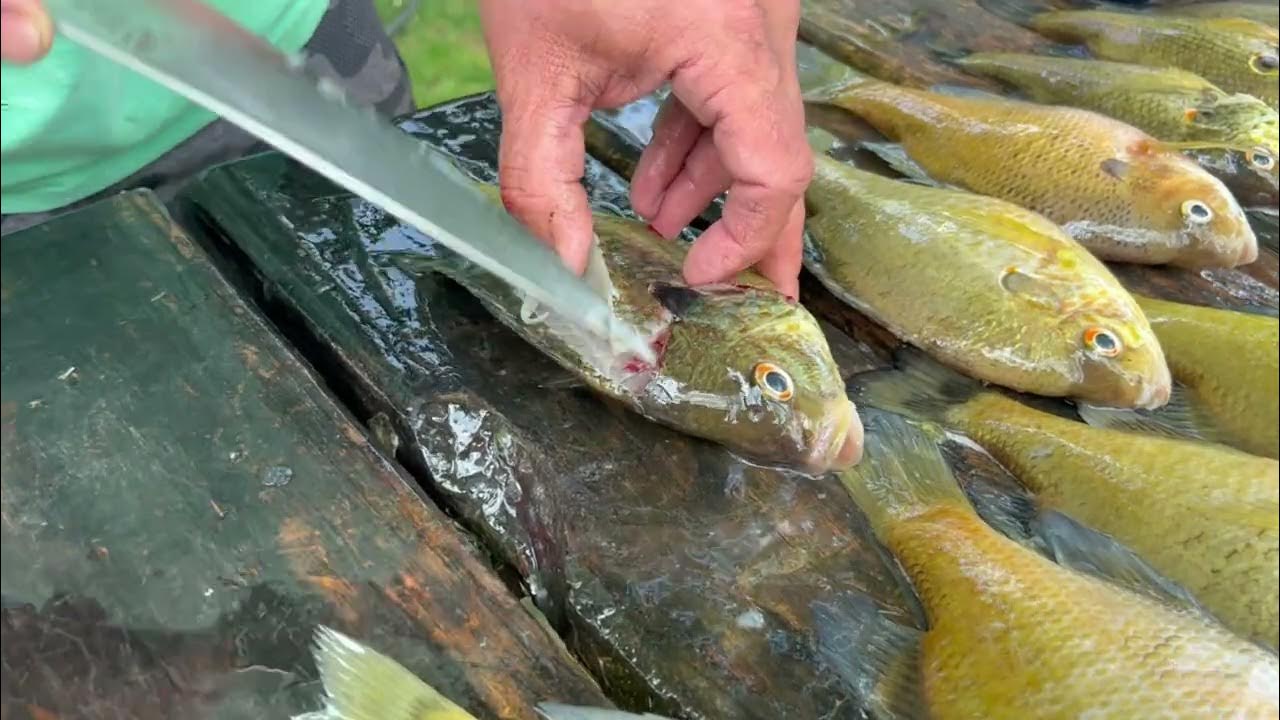 How to clean bluegill fish YouTube