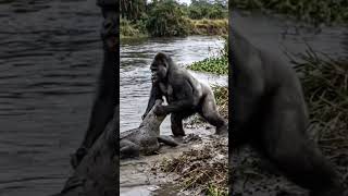 King of the Jungle vs. King of the River! 🐊 An epic clash of pure power on the muddy riverbank.