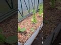 Tobacco still needs food #gardening #garden#tobacco #tobaccotalk #growyourownfood #tobaccofarming