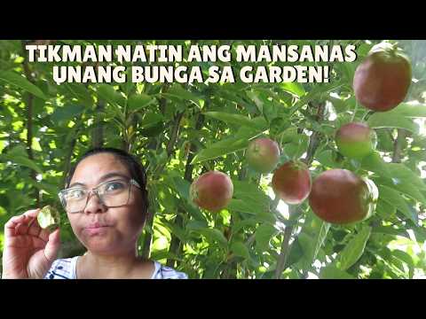 BUHAY AMERIKA: TIKMAN NATIN YUNG TANIM NA MANSANAS SA GARDEN! NAKIPAGKITA RIN TAYO SA HIPAG KO!