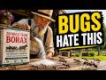 The Secret Amish Uses for Borax They Don't Want You to Know
