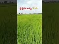 malli farmer vlogs subscribe my chennel🌾🌾🙏🙏😭😭
