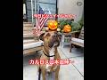 #山本由伸 #ドックシェルター #カルロスとの出会い #愛犬“初公開”「カルロス」 #大谷翔平のデコピンが友達 #mi Carlitos(私のカルロス) #告白「僕の犬はデコイを追いかけ回しています」