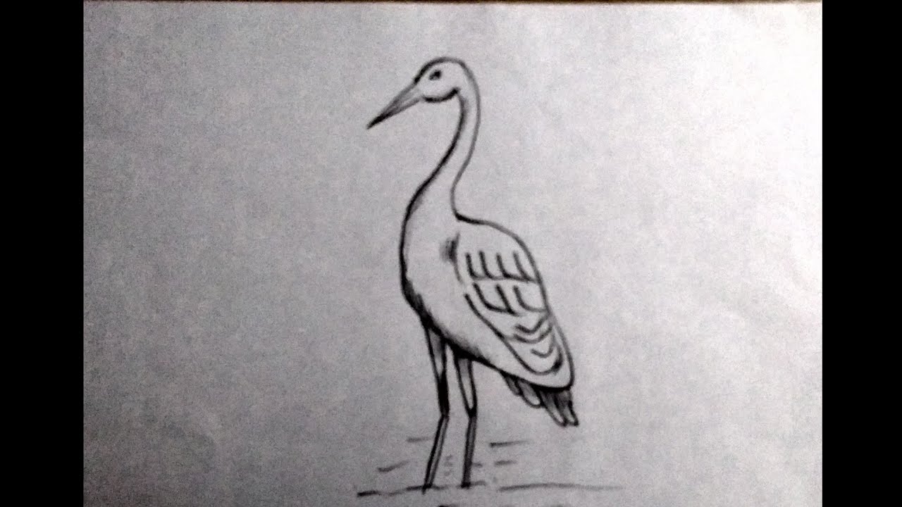 How to Draw a Crane Bird  Easy Drawing Art