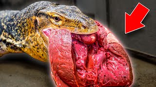 Feeding Giant Lizard A Cows Heart!