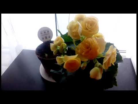 Video: Cum se păstrează begonia acasă iarna