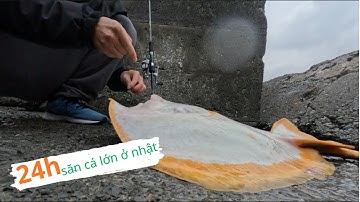 Trinh phục em cá đuối ghệ 15kg  ở bờ biển nhật bản gay cấn bằng mồi cá sống