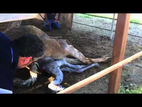 Oasis Camel Dairy Seminar May 2012: CAMEL BIRTH w/...