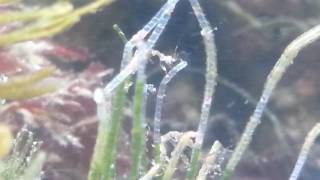 Skeleton shrimp feeding