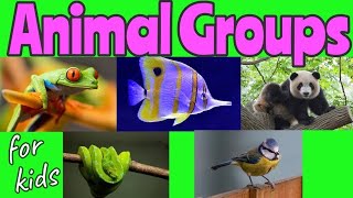 ANIMAL Groups | Animal Classification for kids  | Miss Ellis #animalclassification