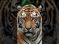 The eyes of a tiger 😳🐅