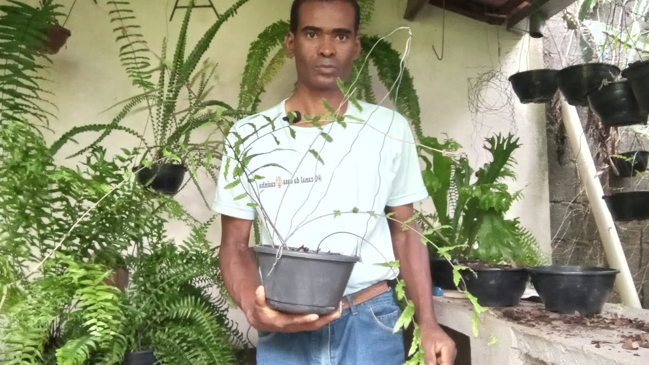 @ocanaldacasacasinha. como fazer 3 vasos de samambaia Chorona .