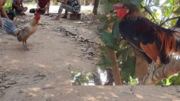 saib qaib dib ua si nawb