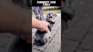 Ranking Funniest Dog Fails #trending #epicfails #viral