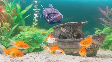 do not fear failure but rather fear not trying  #fish #shorts #youtubeshorts