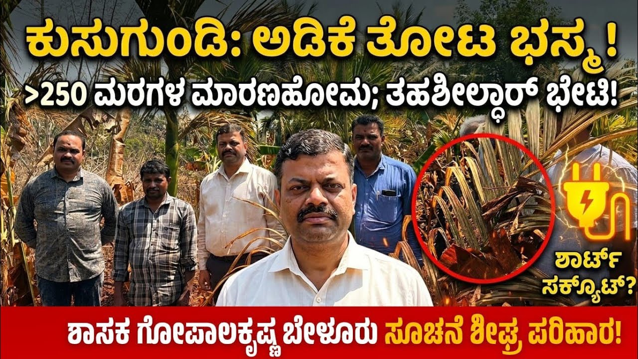 ಶಾರ್ಟ್ ಸರ್ಕ್ಯೂಟ್ ಅವಾಂತರ: ಕುಸುಗುಂಡಿಯಲ್ಲಿ 250ಕ್ಕೂ ಹೆಚ್ಚು ಅಡಿಕೆ ಮರಗಳು ಭಸ್ಮ! 