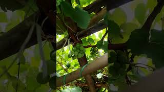 Gorom ke hesab nakura grapes etu ase location diphupar te H khel.