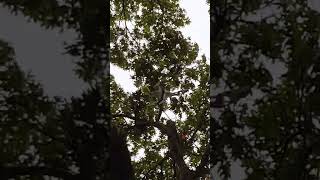Drone stuck in a tree 🚁 — April 2016