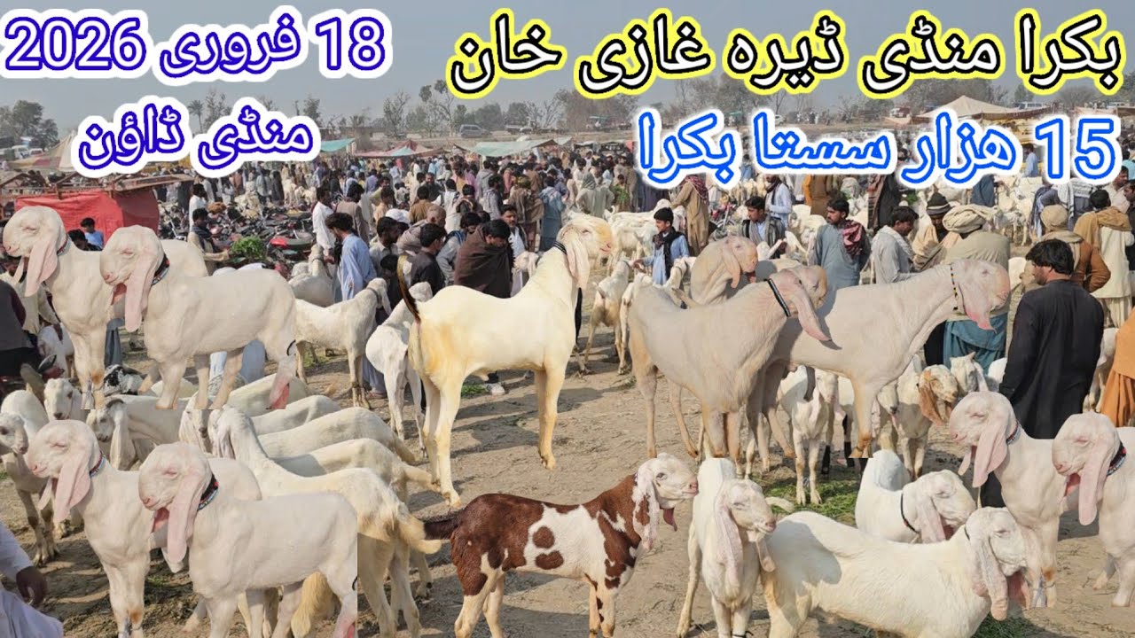 18 February 2026 Bakra Mandi Dera Ghazi Khan Latest Video | Bakra Eid Ka Session Heavy Weight Bakre