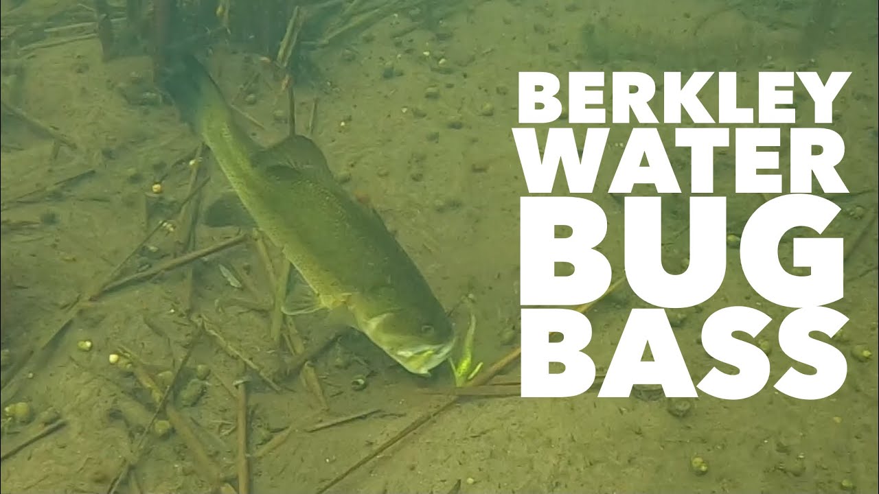 Berkley Water Bug Bass #Shorts 