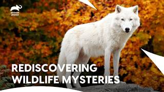 Huge "Predator" White Wolves of Newfoundland Finally Found?| Extinct Or Alive S1 E2,6| Animal Planet