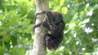 椰子蟹生长环境-好大只啊