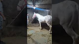 chanakyapuri sankat mochan mandir goshala #cow #goshala , #horse #krishna #hindu #indore #ram