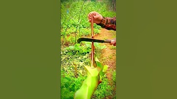 cool technique of cutting leaves with sharp tools #shorts