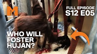 Could Lucky Be Hujan's New Foster Mum | Season 12 Episode 5 | Full Episode | Monkey Life