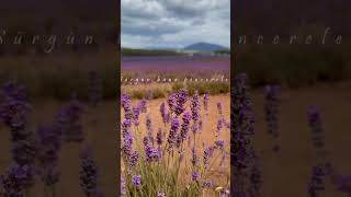 Can Kazaz - Sürsün Bahar