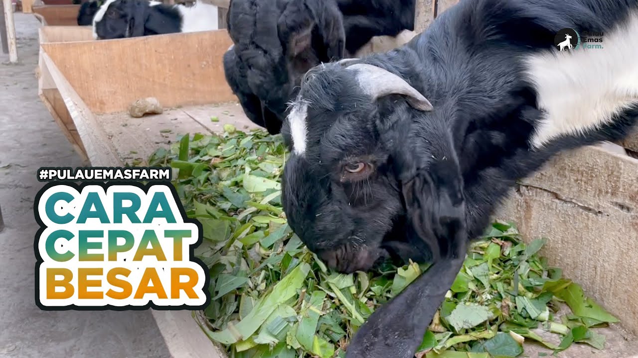 INI DIA CARA AGAR KAMBING CEPAT BESAR & PERTUMBUHANNYA MAKSIMAL! #pulauemasfarm