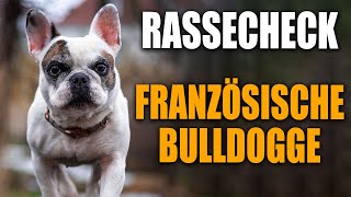 Französische Bulldogge Rassecheck   Rasseportrait, Rassebeschreibung