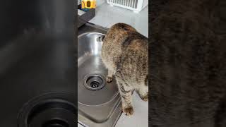 Family Discovers That Cat Has Been Peeing At The Sink