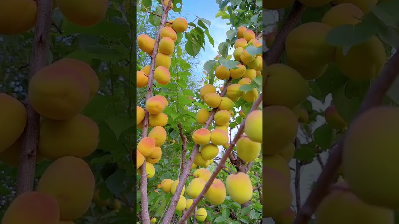 Fresh & Flavorful: Nature's Sweetest Fruits 