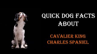 Quick Dog Facts About The Cavalier King Charles Spaniel!