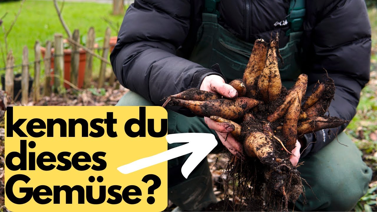 Yakon erfolgreich im Kübel anbauen