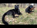 Luna the panther and Venza checked how the animals spent the winter in the forest (ENG SUB)