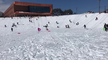 Sled day at Murchison hill in northwest Austin