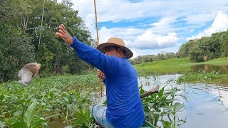 Pescando de Caniço Piranha e Cará-açú