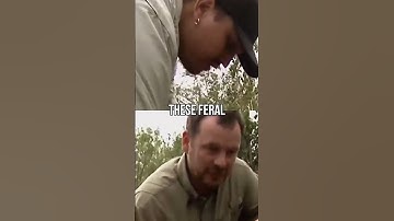 Feral Pigs vs. Florida Ecosystem | Python Hunters
