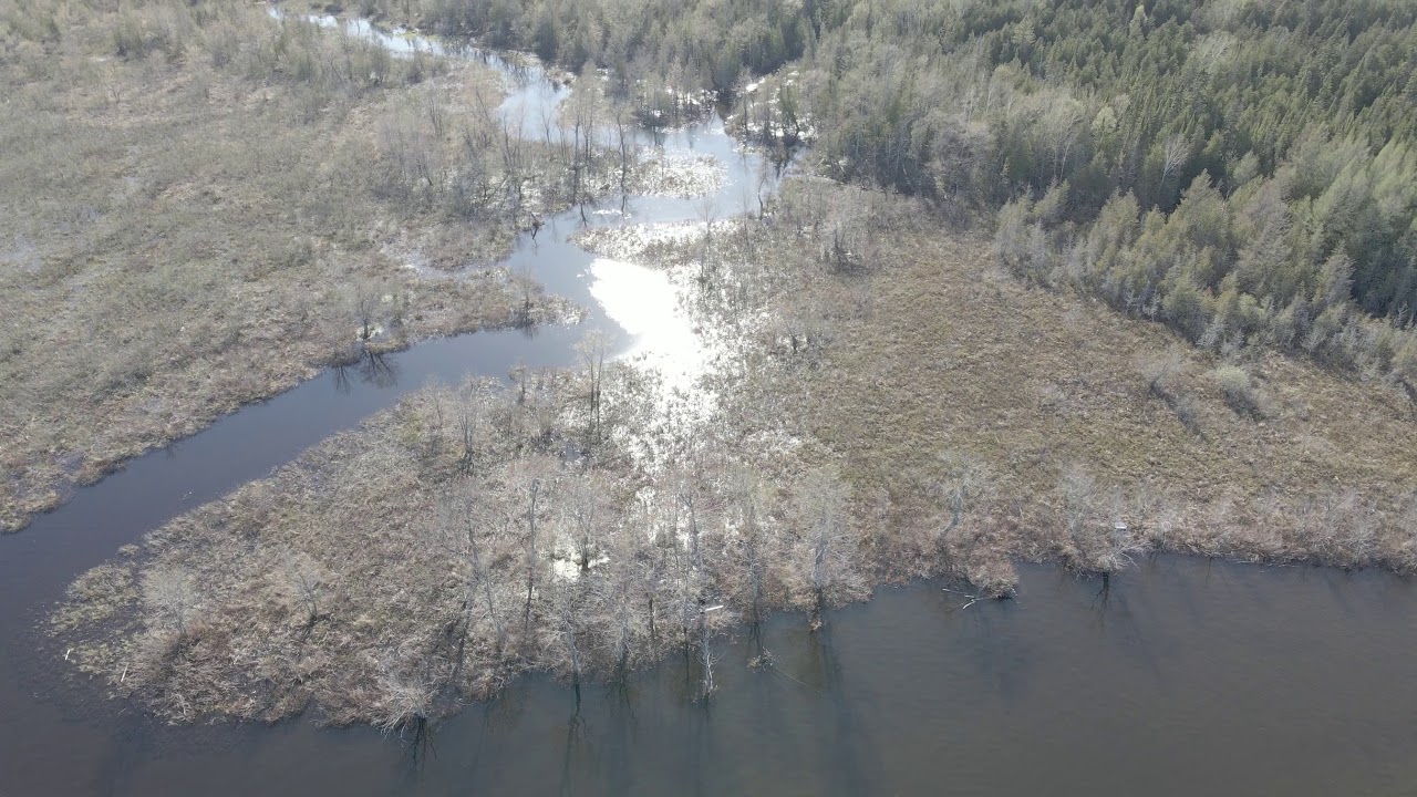 Swamp Property YouTube