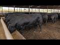 One of the best cattle breeds for meat production is the Angus